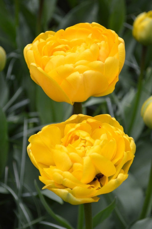 Żółte podwójne tulipany Yellow Pomponette