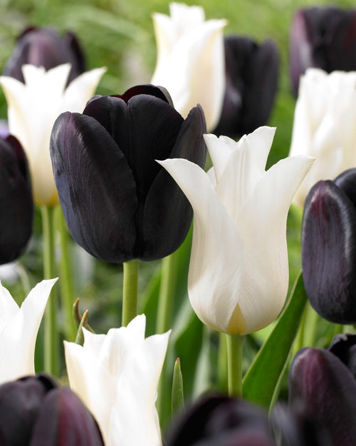 Czarno-białe tulipany - Kolekcja