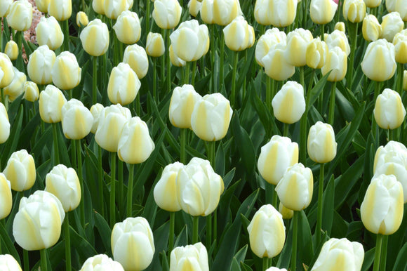  Kup cebulki tulipanów Angels Wish z Holandii