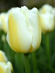 Tulipan Angel's Wish