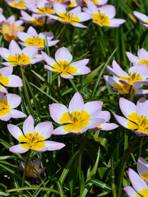 Tulipan Lilac Wonder