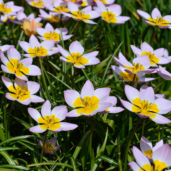 Kup Tulipan 'Lilac Wonder' | DutchGrown™