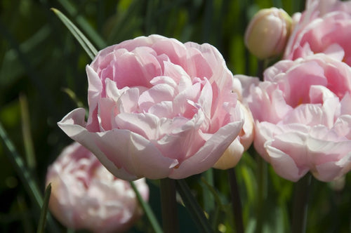 Najlepsza Różowa Piwonia Tulip Dreamer® Polska dostawa