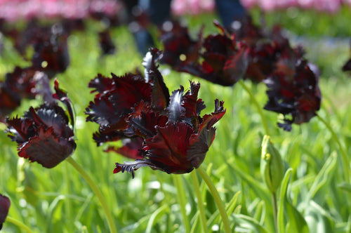 Cebulki czarnego tulipana