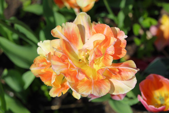 Cebulki tulipanów Peach Salmon Polska dostawa - Charming Beauty