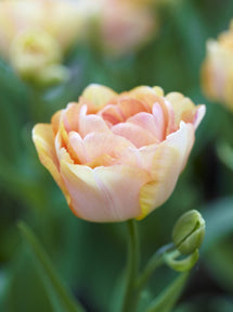 Tulipan Charming Beauty®