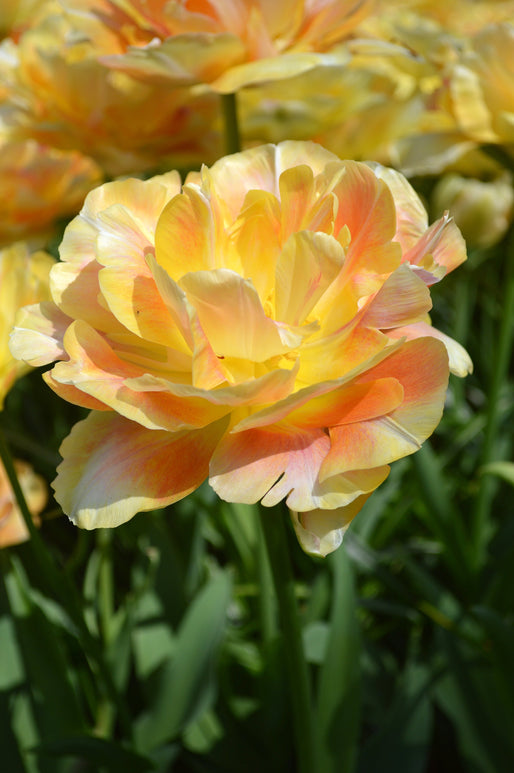 Cebulki tulipanów Charming Beauty