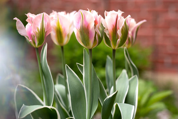 Cebulki tulipanów 'China Town' 