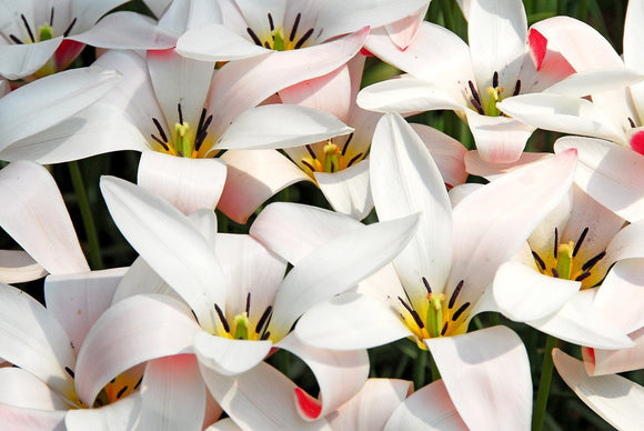 Tulipan botaniczny Klusjusza Peppermint Stick