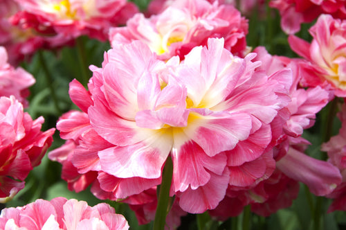 Cebulki tulipanów „Podwójny cukier” z Holandii