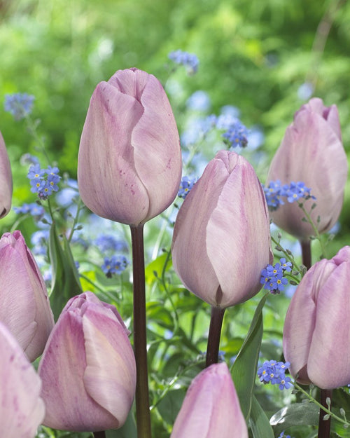 Tulipan Cebulki Jacuzzi - Fioletowe Srebrne Tulipany
