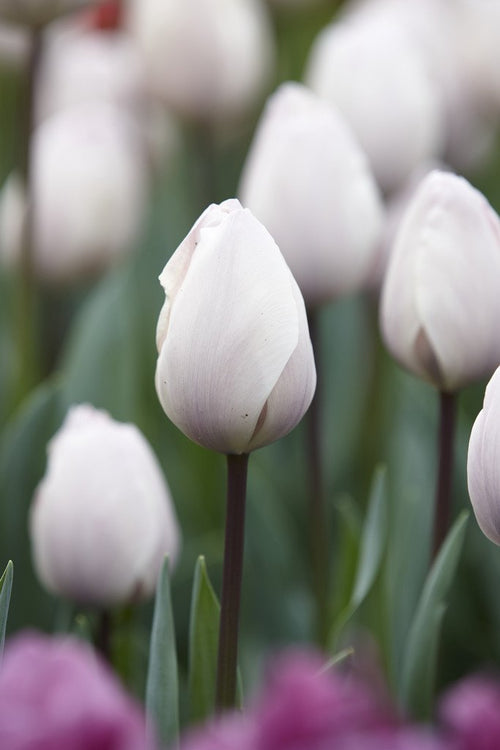 Tulipanowe Jacuzzi - Srebrne Tulipany