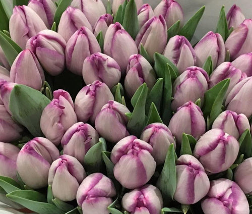 Kup Cebulki Tulipanowe Jacuzzi z Holandii