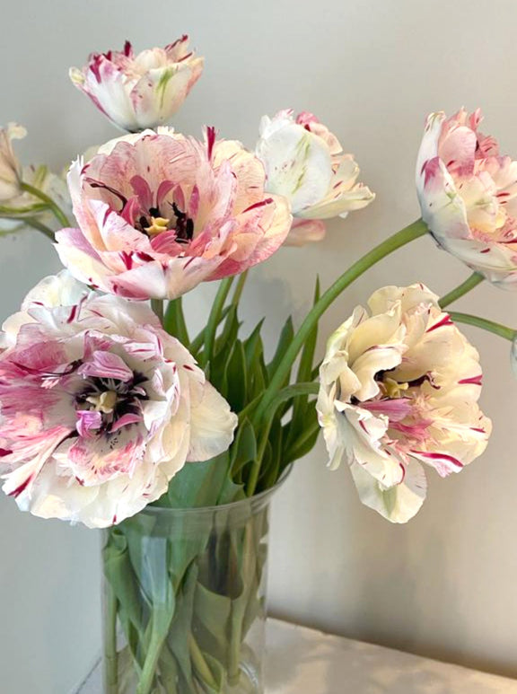 Ekskluzywne unikalne cebulki tulipanów Jonquieres