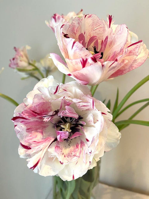 Kup cebulki tulipanów z Holandii