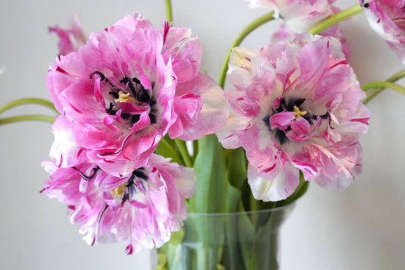 Ekskluzywne, unikalne cebulki tulipanów Jonquieres - różowe/białe/wiśniowe