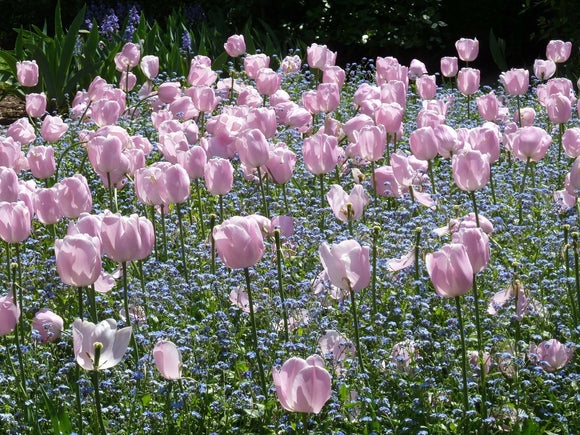 Tulipan Jumbo Pink - Ogromne Kwiaty Tulipanów