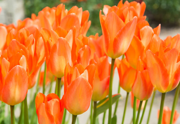 Tulipan Orange Emperor