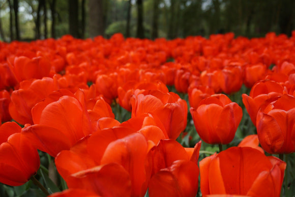 Tulip Orange XXL - Ogromny Pomarańczowy Tulipan z Holandii