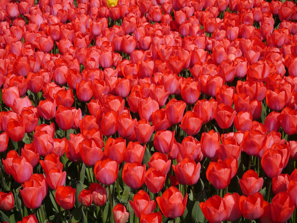 Tulip Orange XXL - Ogromny Pomarańczowy Tulipan z Holandii