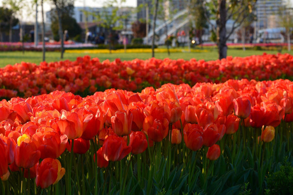 Tulipan Orange XXL