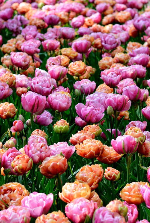 Kolekcja cebul tulipanów Peony Party