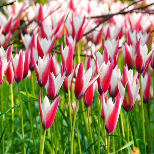 Tulipan botaniczny Klusjusza Clusiana Peppermint Stick