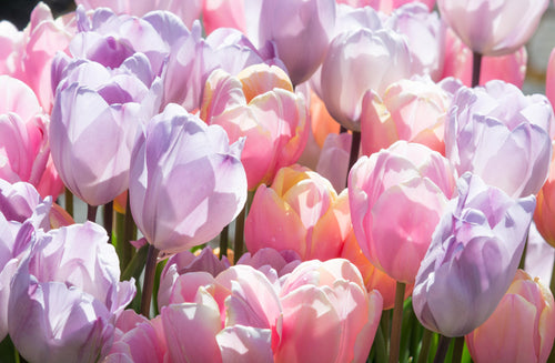 Tulipan 'Perfect Pastel Collection™' | DutchGrown™