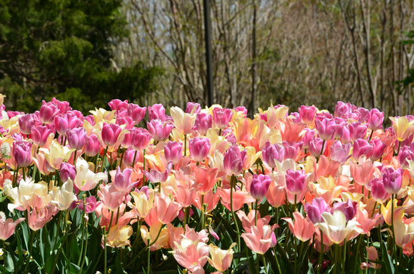 cebulki tulipanów