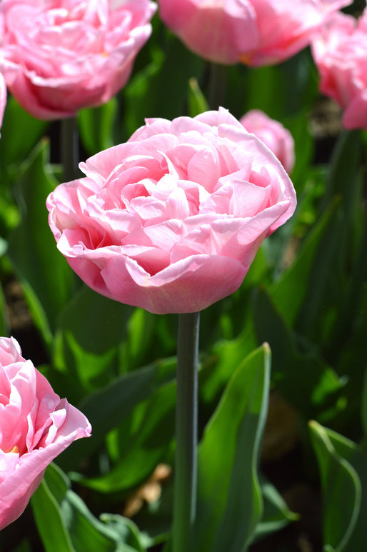 Cebulki tulipanów piwonii Perfect Wedding Pink UK Delivery