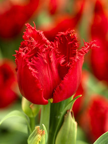 Tulipan Philly Belle®