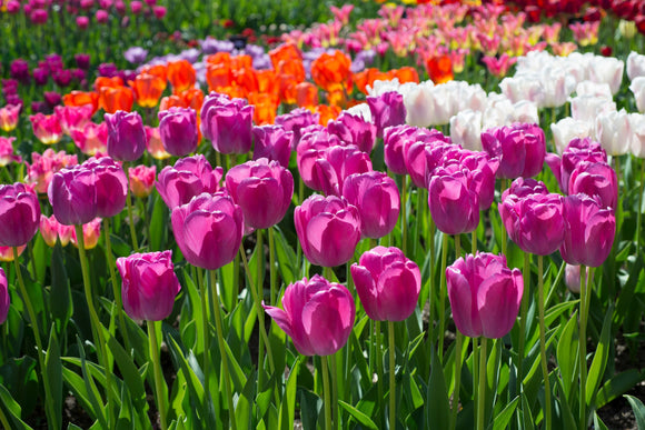 Hybrydowe cebulki tulipanów Darwin Purple Pride - Cebulki tulipanów sadzone jesienią