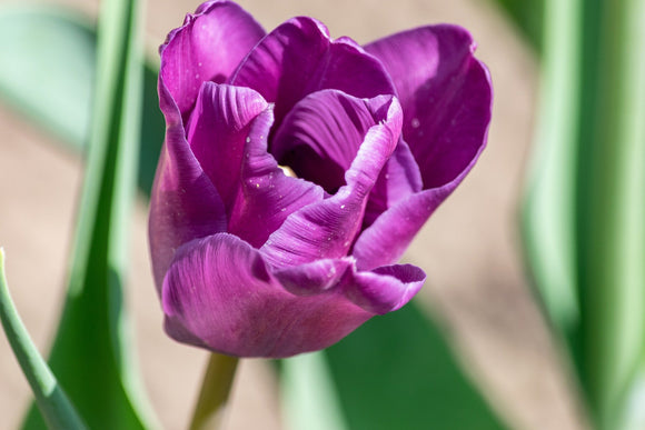 Tulipany hybrydowe Darwin Purple Pride - Cebulki tulipanów sadzone jesienią