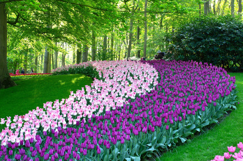 Kup cebulki tulipanów - fioletowe tulipany