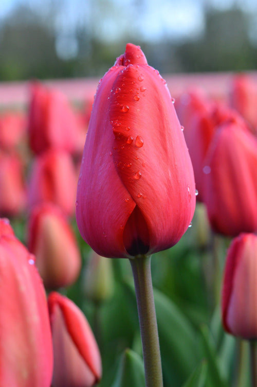 Cebulki kwiatowe czerwonego tulipana