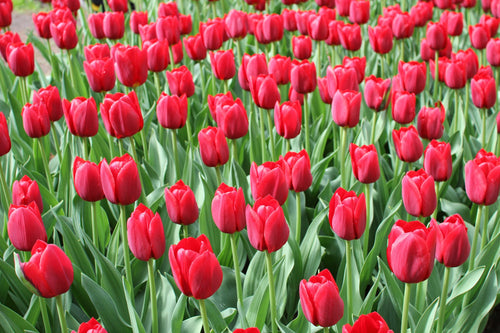 Czerwone duże cebulki tulipanów do wysyłki do Polski