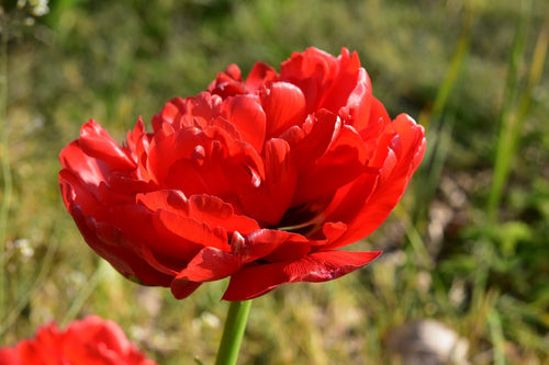 Cebulki kwiatowe czerwonego tulipana