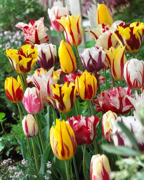 Cebulki tulipanów Rembrandt