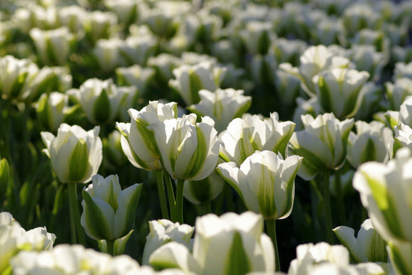 Tulipan (Tulipa) 'Spring green' | Cebule i Kłącza