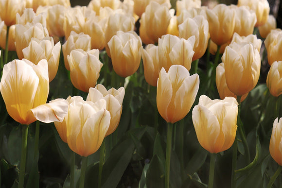 Tulipan Sweetheart Żółto-białe Cebulki Tulipanowe Cesarskie