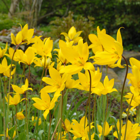 Tulipan Sylvestris