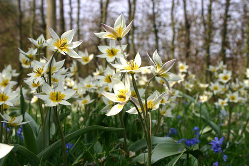 Tulipan turkiestański, Tulipa turkestanica