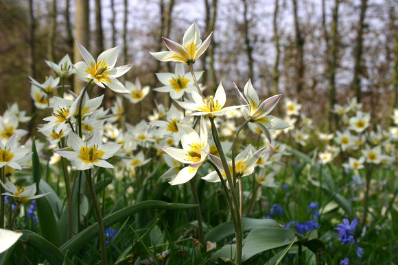 Tulipan turkiestański, Tulipa turkestanica