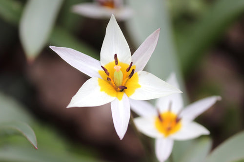 Cebulki dzikich tulipanów wielokwiatowe Turkestanica