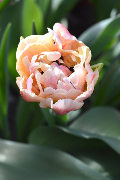 Tulipan Verona Sunrise - Cebulki tulipanów z Holandii
