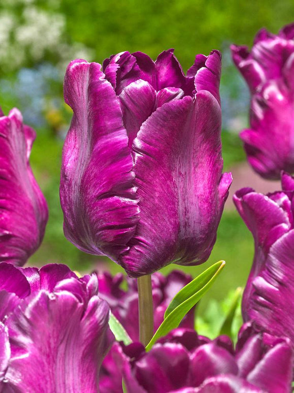 Tulipan Victoria's Secret - Dostawa cebulek tulipanów do Polski