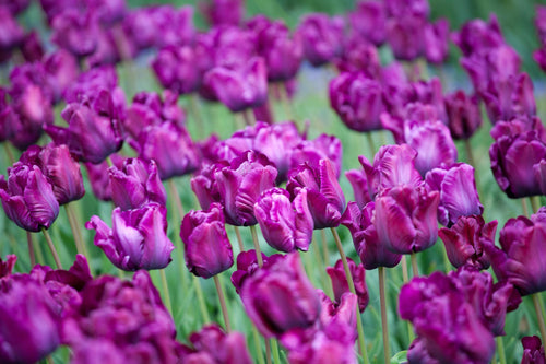Tulipan Victoria's Secret - Cebulki Tulipanów z Holandii