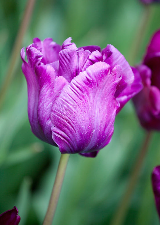 Tulipan Victoria's Secret - Fioletowe, Niebieskie Lawendowe Jesienne Posadzone Cebulki Kwiatowe