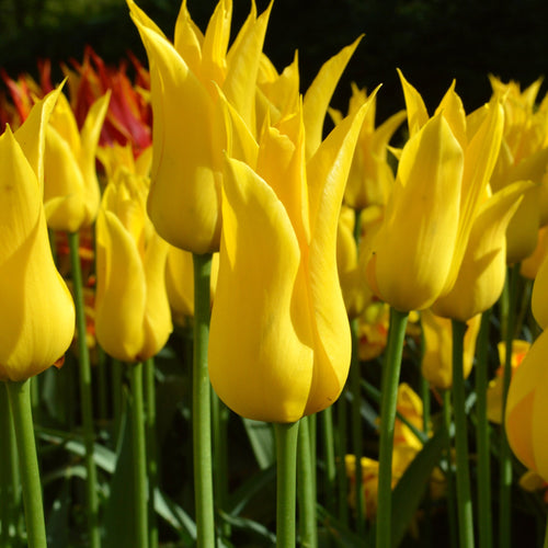 kup cebulki tulipanów „West Point”