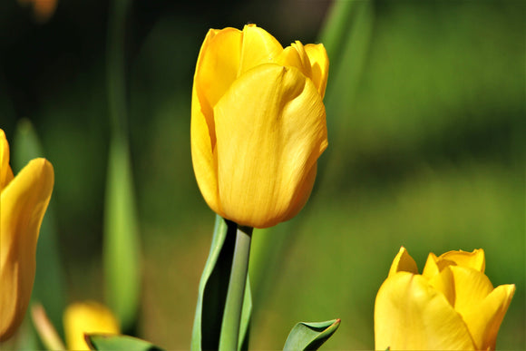 Cebulki żółtego tulipana